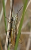Euchorthippus chopardi Euchorthippus chopardi