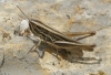 Euchorthippus chopardi Descamps, 1968 Euchorthippus chopardi Descamps, 1968
