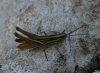 Euchorthippus chopardi Descamps, 1968 Euchorthippus chopardi Descamps, 1968