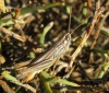 Euchorthippus chopardi Descamps, 1968 Euchorthippus chopardi Descamps, 1968
