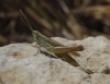Euchorthippus elegantulus Euchorthippus elegantulus