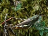 Gomphocerippus binotatus ibericus (Defaut & Noguerales, 2019)