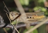 Gomphocerippus sp.