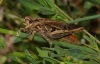Gomphocerippus sp.
