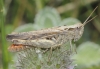 Gomphocerippus sp. Gomphocerippus sp.