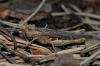 Gomphocerippus sp.