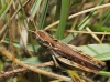 Gomphocerippus sp.