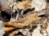 Gomphocerippus vagans (Eversmann, 1848)