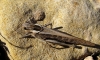 Locusta cinerascens cinerascens (Fabricius, 1871)
