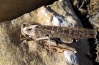 Locusta cinerascens cinerascens (Fabricius, 1871)