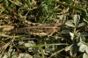 Locusta cinerascens cinerascens (Fabricius, 1871)