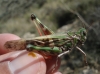 Oedaleus decorus (Germar, 1826)