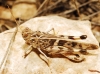 Oedaleus decorus (Germar, 1826)