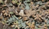 Oedipoda charpentieri Fieber, 1853