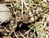 Oedipoda charpentieri Fieber, 1853