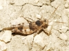 Oedipoda charpentieri Fieber, 1853 Oedipoda charpentieri Fieber, 1853