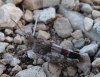 Oedipoda charpentieri Fieber, 1853