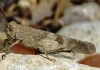 Oedipoda coerulea Saussure, 1884 Oedipoda coerulea Saussure, 1884