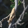 Oedipoda sp.