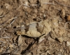 Oedipoda sp.