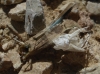 Oedipoda sp.