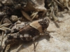 Oedipoda sp.