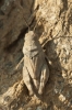 Oedipoda sp.