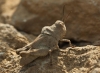 Oedipoda sp.