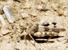 Oedipoda sp.