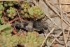 Oedipoda sp.