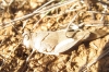 Oedipoda sp.