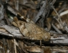 Oedipoda sp.