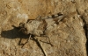 Oedipoda sp.