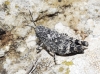Oedipoda sp.