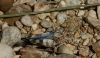 Oedipoda