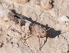 Oedipoda caerulescens (Linnaeus, 1758)