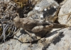Oedipoda coerulea Oedipoda coerulea