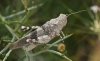 Oedipoda coerulea Saussure, 1884 Oedipoda coerulea Saussure, 1884