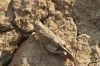 Oedipoda coerulea Saussure, 1884 Oedipoda coerulea Saussure, 1884