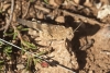 Oedipoda coerulea Saussure, 1884 Oedipoda coerulea Saussure, 1884