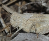 Oedipoda coerulea Saussure, 1884 Oedipoda coerulea Saussure, 1884