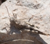 Oedipoda coerulea Saussure, 1884 Oedipoda coerulea Saussure, 1884
