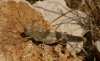 Oedipoda coerulea Saussure, 1884 Oedipoda coerulea Saussure, 1884