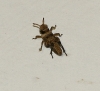 Oedipoda sp.