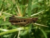 Omocestus (Omocestus) rufipes (Zetterstedt, 1821)