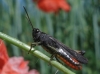 Omocestus (Omocestus) rufipes (Zetterstedt, 1821)