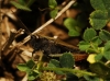 Omocestus (Omocestus) rufipes (Zetterstedt, 1821)
