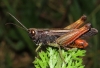 Omocestus (Omocestus) rufipes (Zetterstedt, 1821)