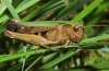 Omocestus (Omocestus) rufipes (Zetterstedt, 1821)