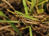Omocestus (Omocestus) rufipes (Zetterstedt, 1821)
